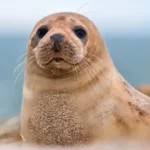 Тюлень